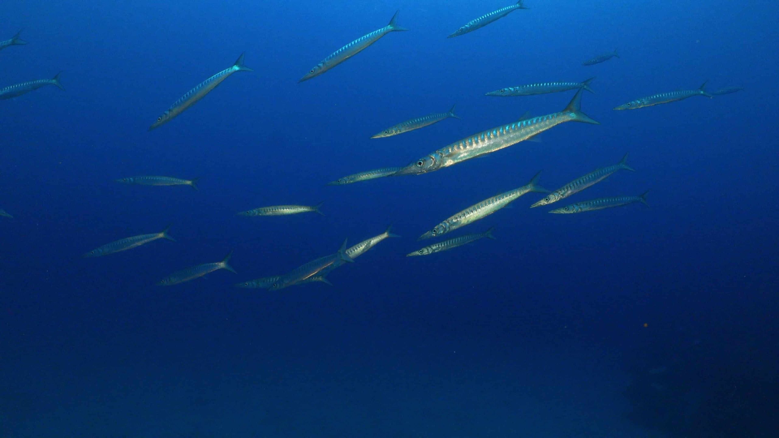 barracudas-coral-negro