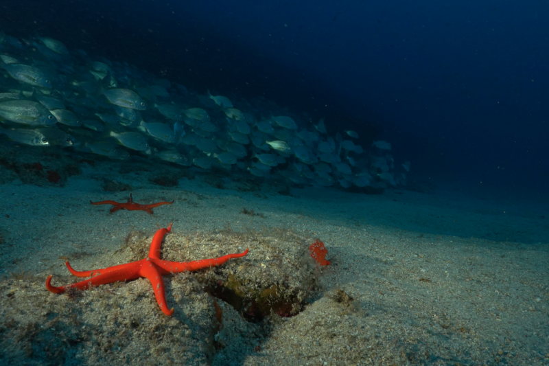el-bajonito Banco de peces y estrella de mar en el punto de inmersión El Bajonito