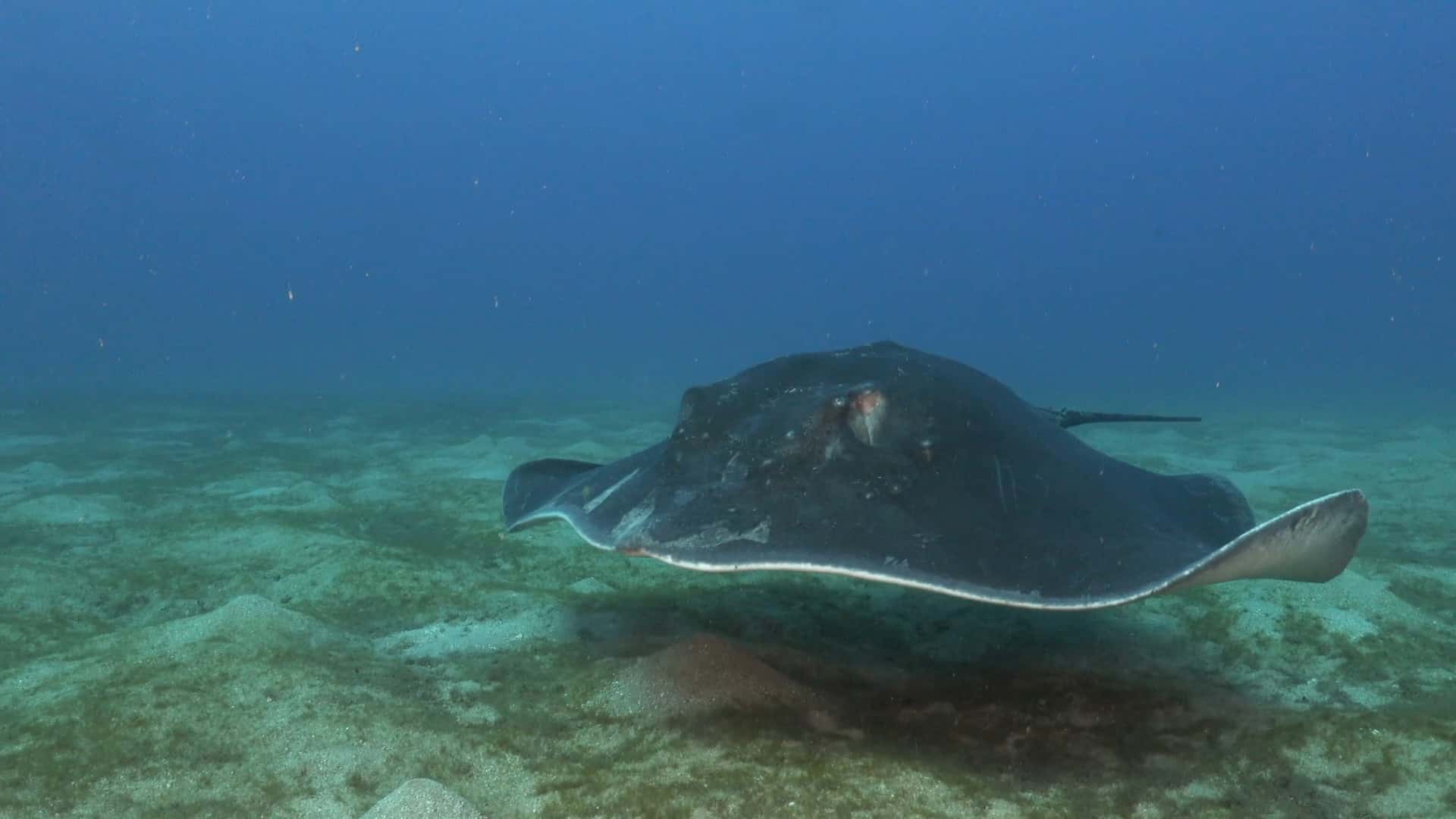 el-condesito Raya nadando en el Condesito, punto de inmersión.