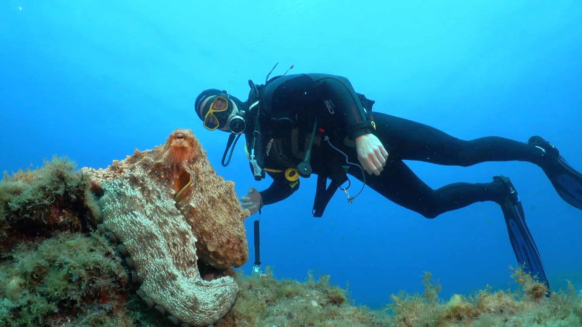 pulpo-buceador Pulpo en el punto de inmersión El Champiñón